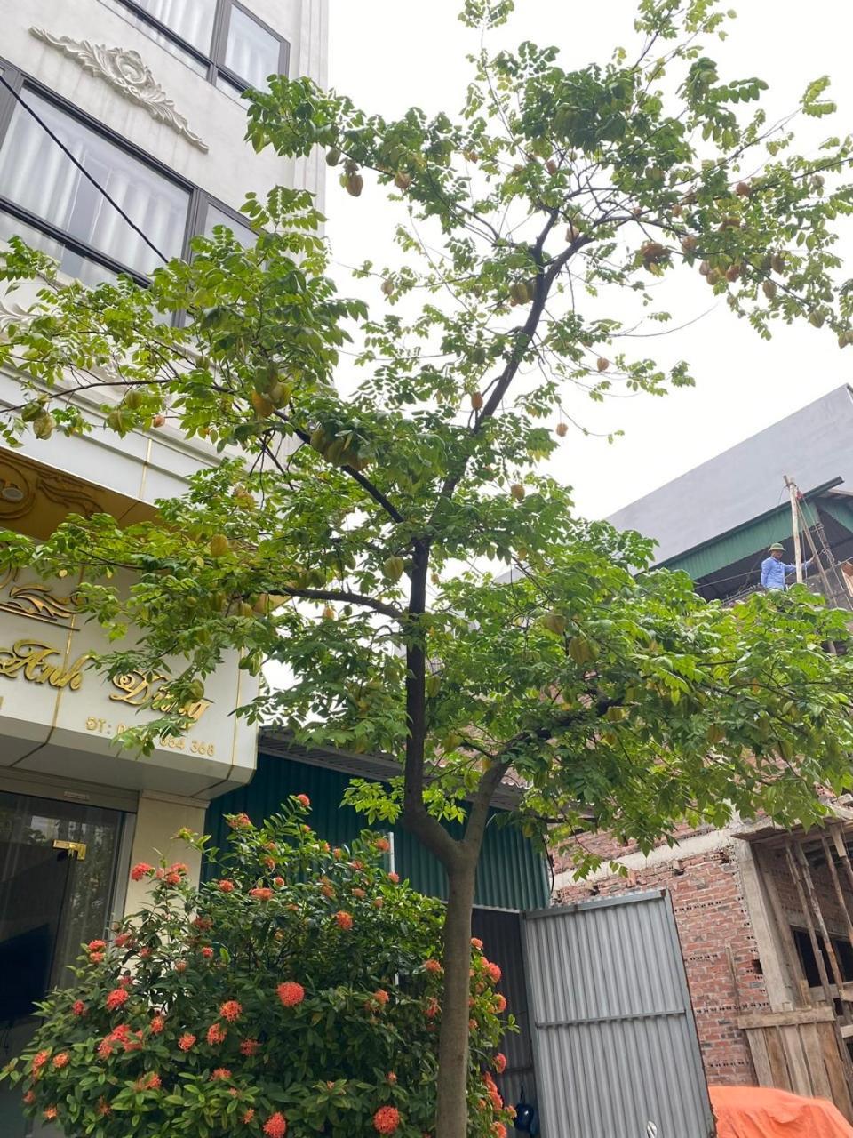 Nha Nghi Anh Dung Bed & Breakfast Ha Long Dış mekan fotoğraf